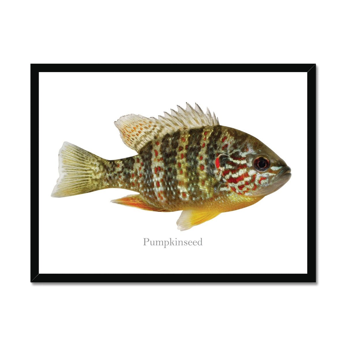 Pumpkinseed Sunfish - Framed Print - madfishlab.com