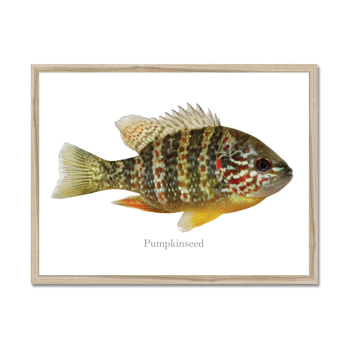 Pumpkinseed Sunfish - Framed Print - madfishlab.com