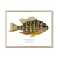 Pumpkinseed Sunfish - Framed Print - With Scientific Name - madfishlab.com