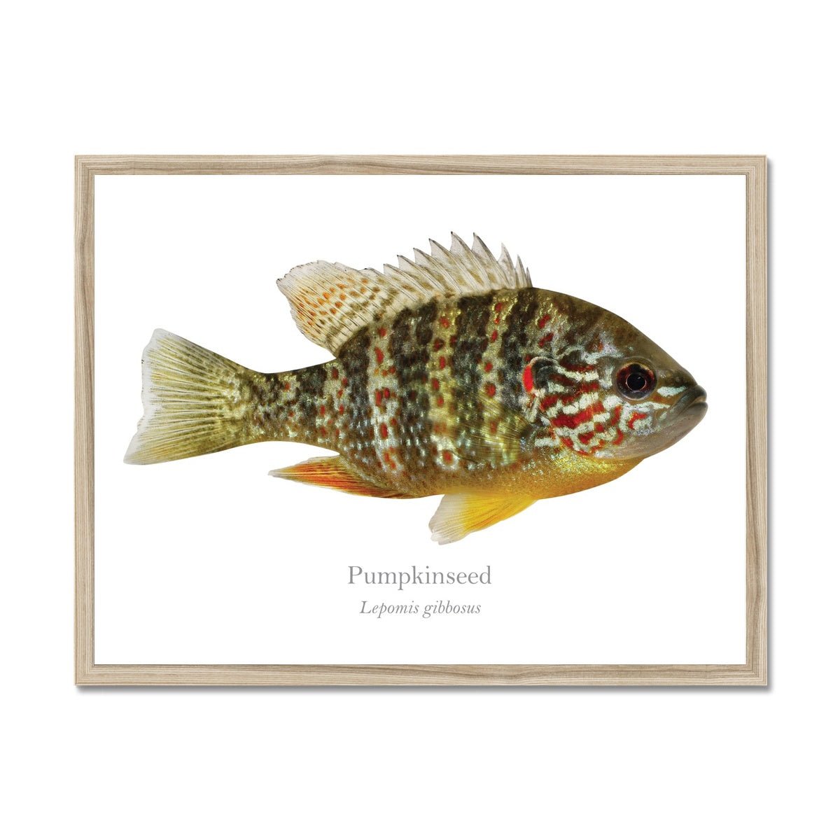 Pumpkinseed Sunfish - Framed Print - With Scientific Name - madfishlab.com