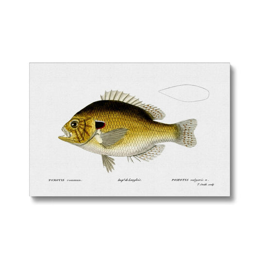 Pumpkinseed Sunfish - Vintage Canvas - madfishlab.com