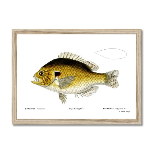 Pumpkinseed Sunfish - Vintage Framed Print - madfishlab.com