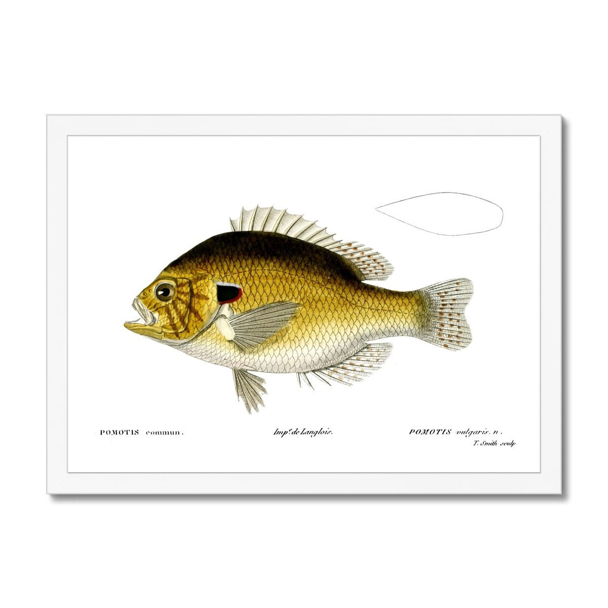 Pumpkinseed Sunfish - Vintage Framed Print - madfishlab.com