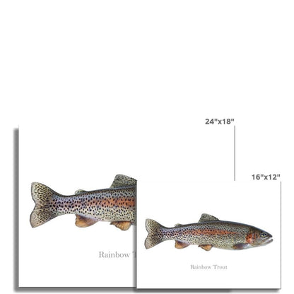 Rainbow Trout - Art Print - madfishlab.com