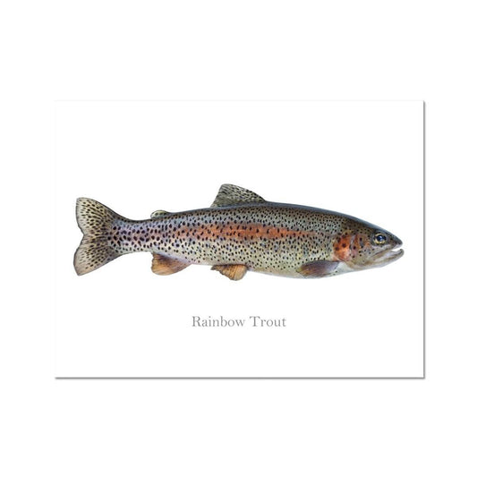 Rainbow Trout - Art Print - madfishlab.com