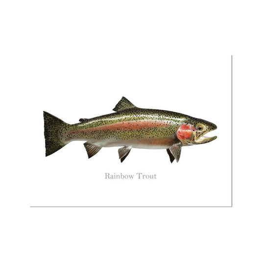 Rainbow Trout - Art Print - madfishlab.com