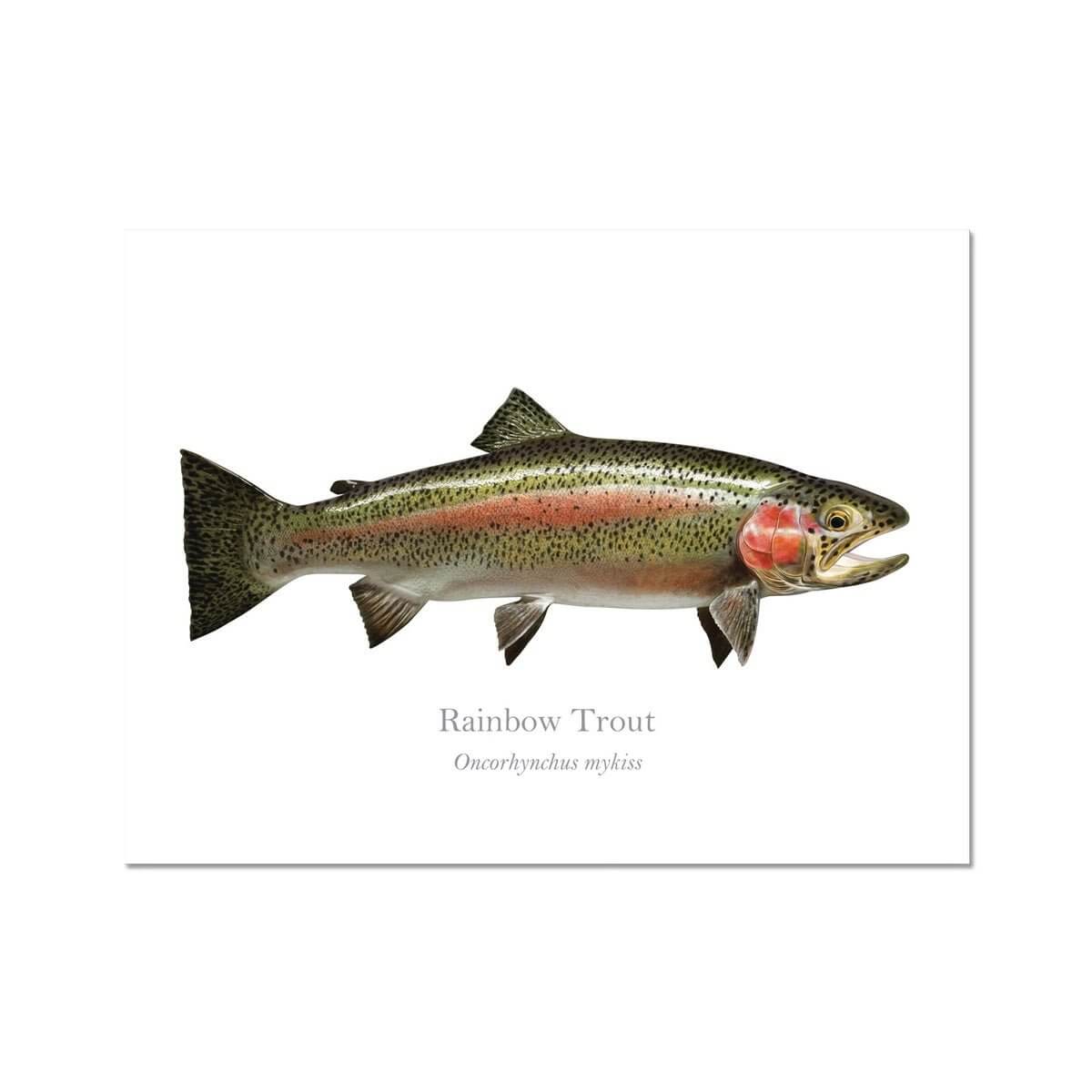 Rainbow Trout - Art Print - With Scientific Name - madfishlab.com