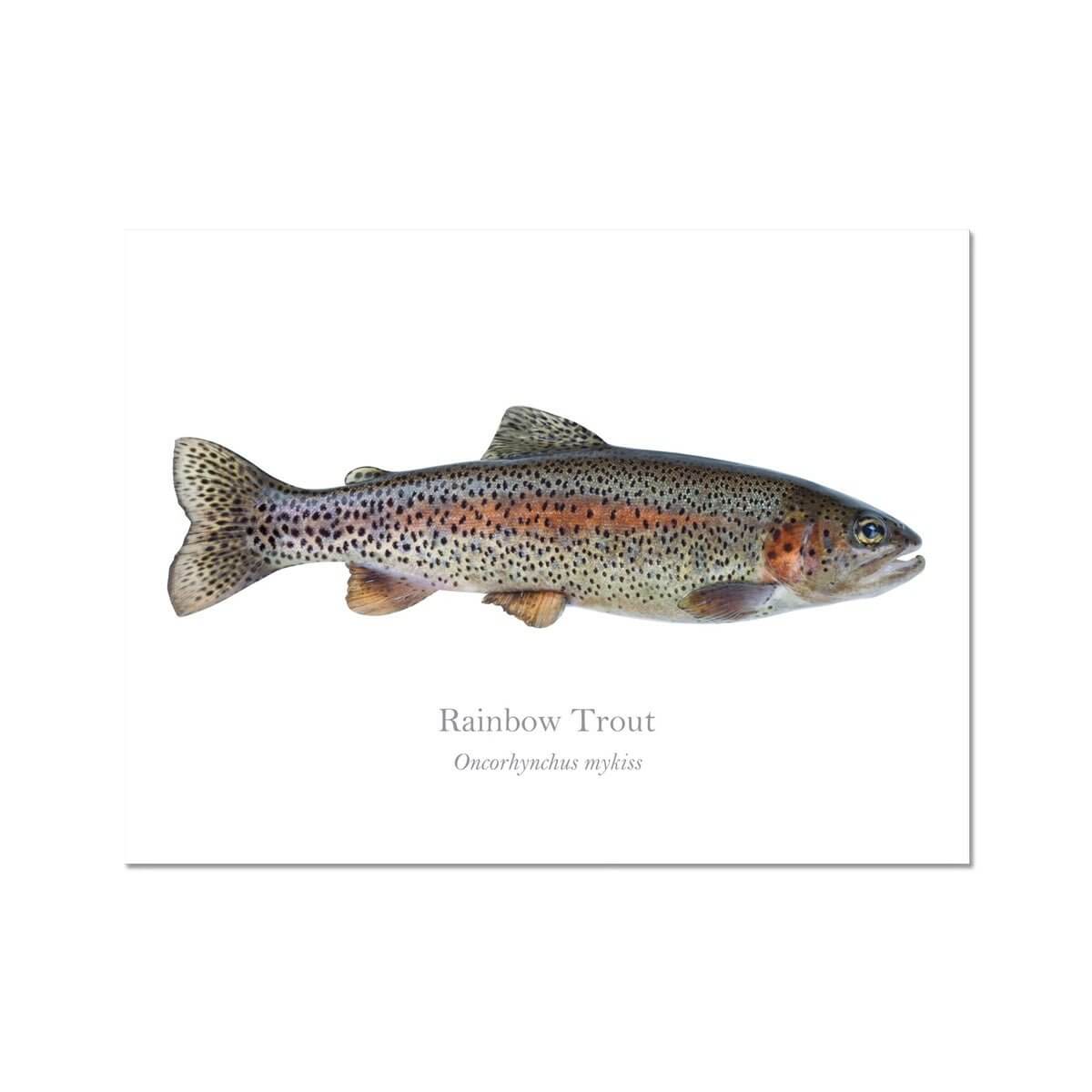 Rainbow Trout - Art Print - With Scientific Name - madfishlab.com