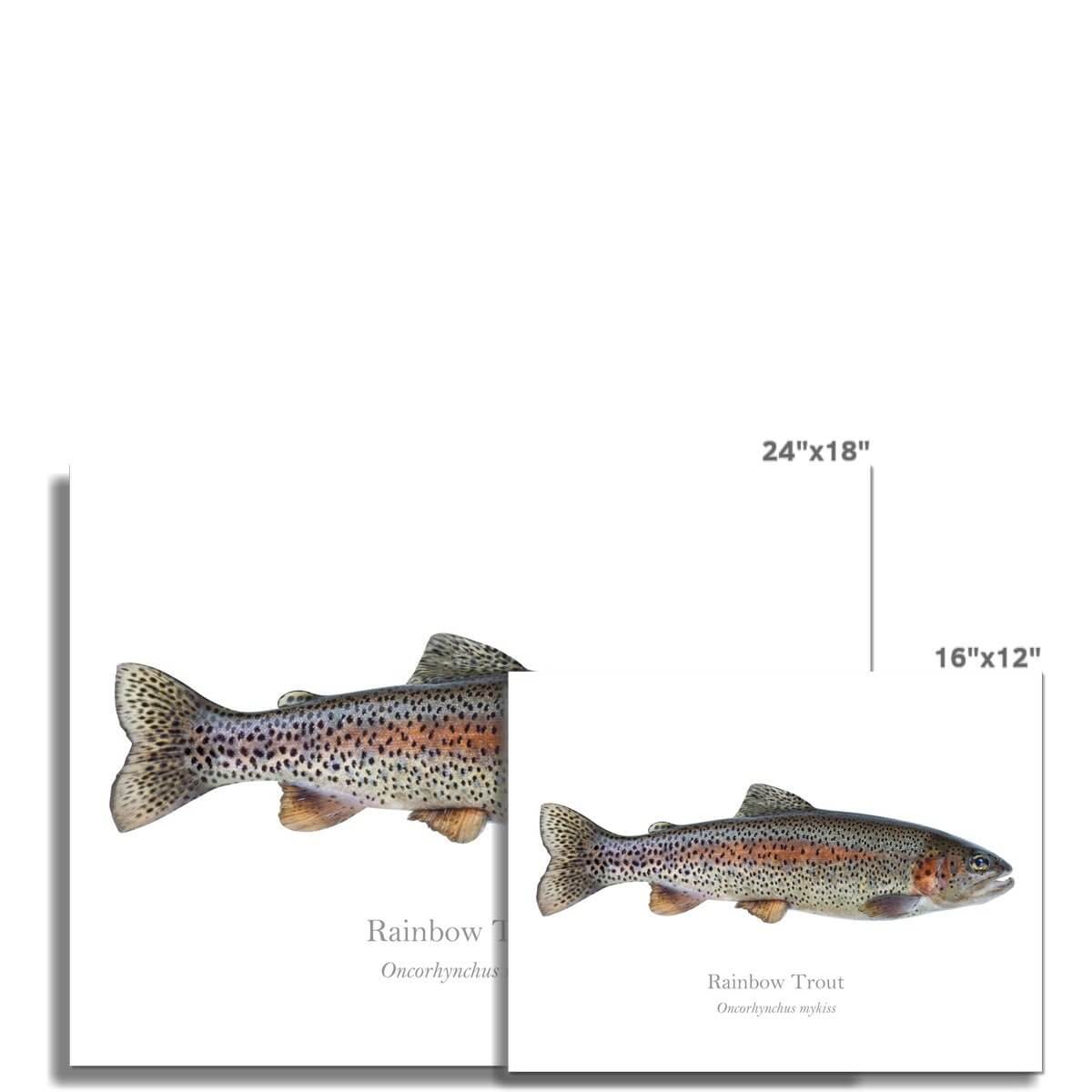 Rainbow Trout - Art Print - With Scientific Name - madfishlab.com