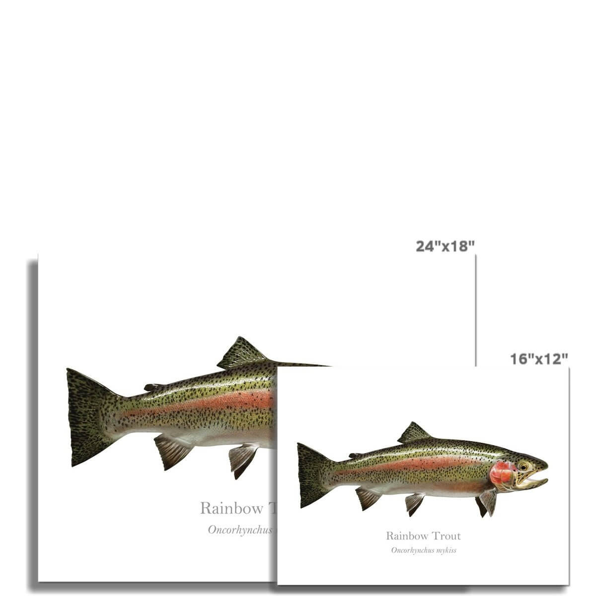 Rainbow Trout - Art Print - With Scientific Name - madfishlab.com