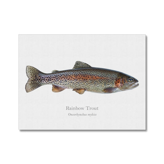 Rainbow Trout - Canvas Print - With Scientific Name - madfishlab.com