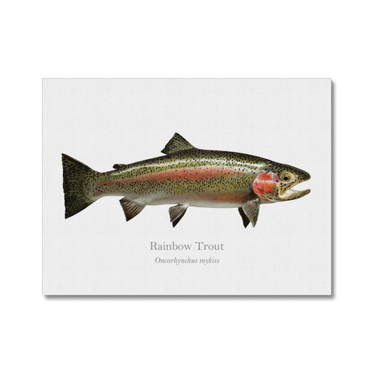 Rainbow Trout - Canvas Print - With Scientific Name - madfishlab.com