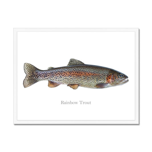 Rainbow Trout - Framed Print - madfishlab.com