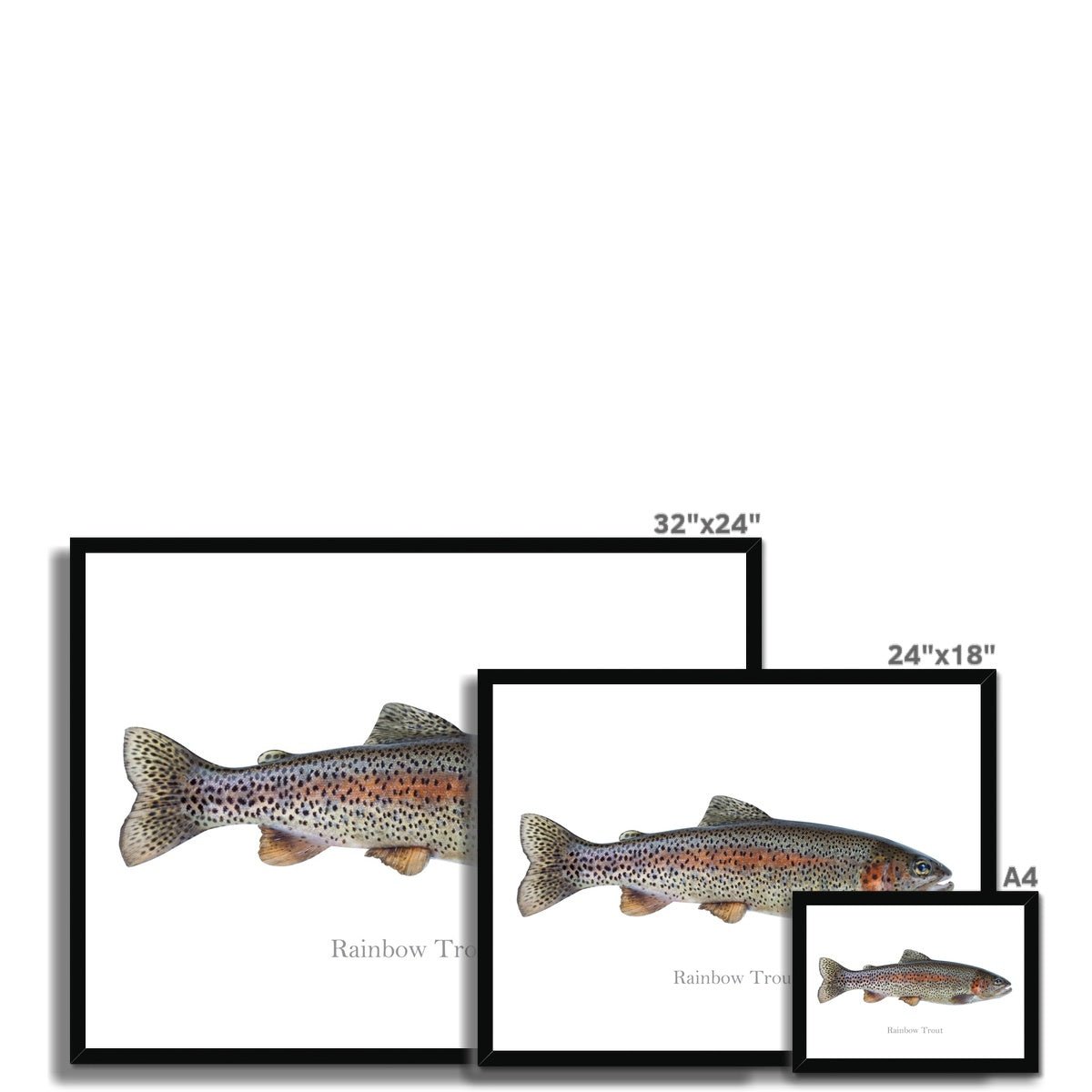 Rainbow Trout - Framed Print - madfishlab.com