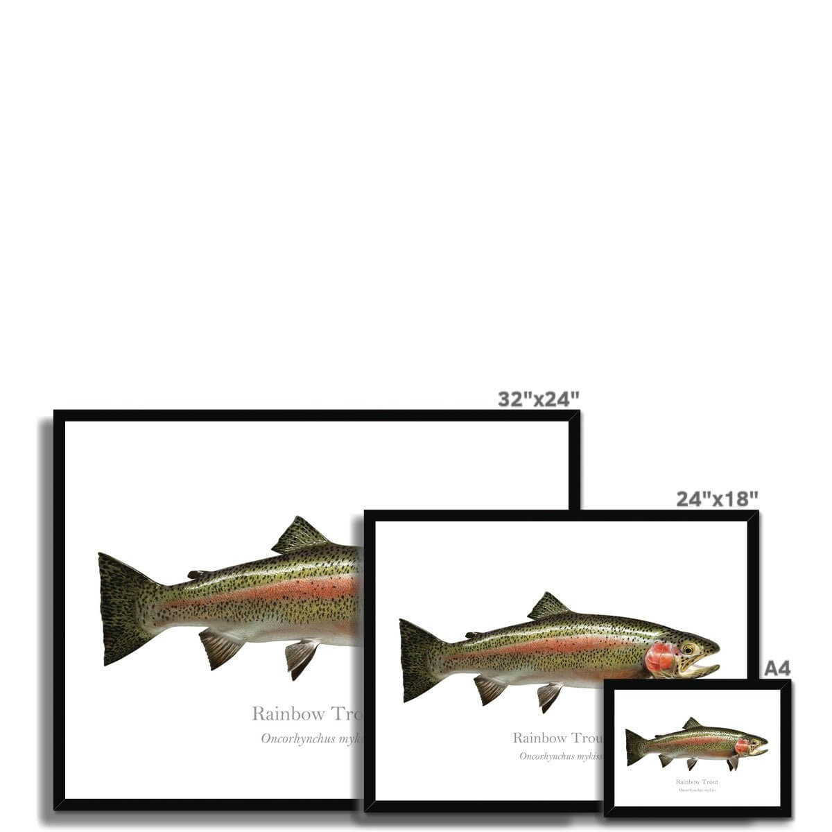 Rainbow Trout - Framed Print - With Scientific Name - madfishlab.com