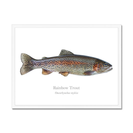 Rainbow Trout - Framed Print - With Scientific Name - madfishlab.com