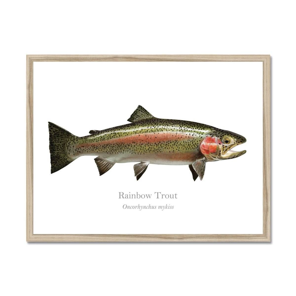 Rainbow Trout - Framed Print - With Scientific Name - madfishlab.com