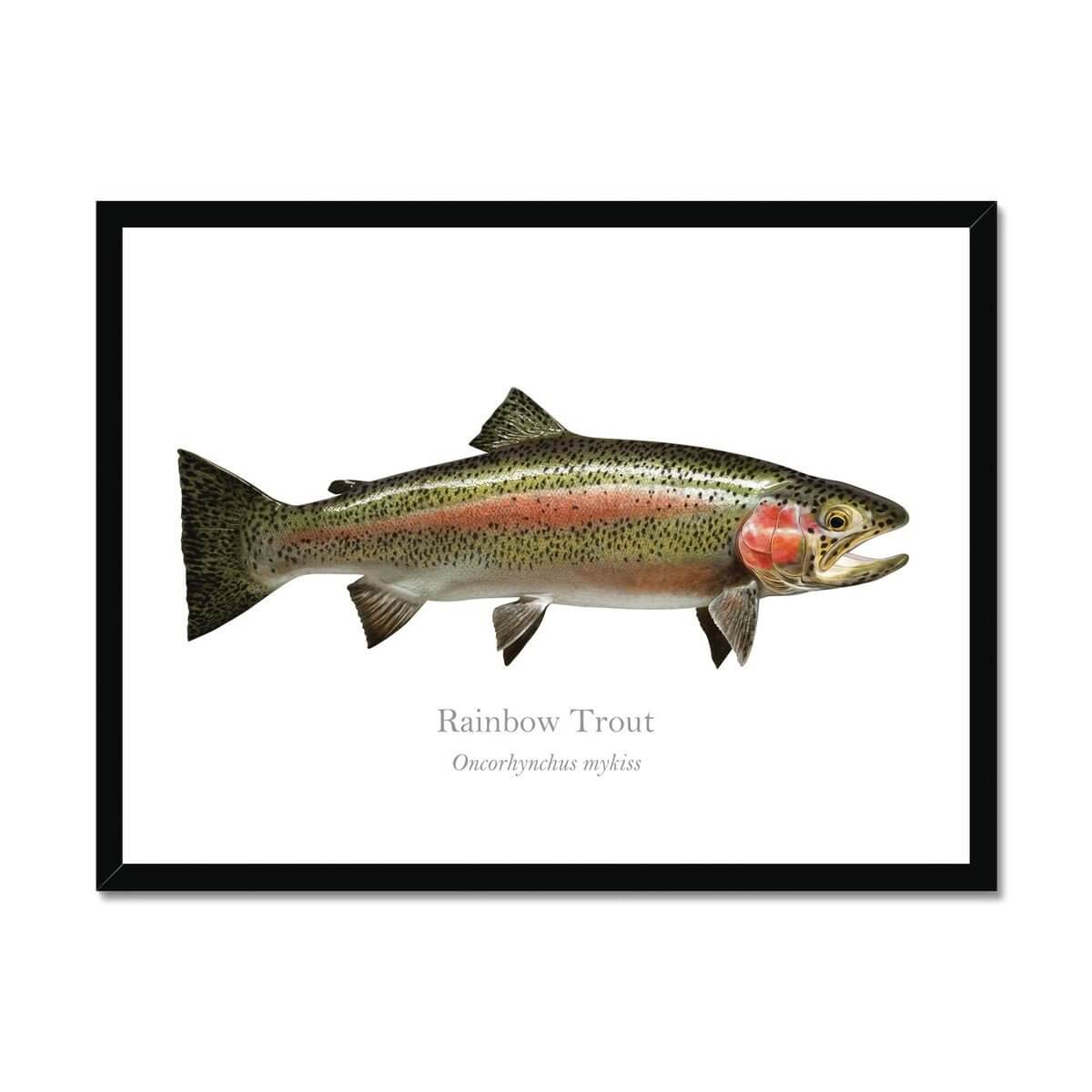 Rainbow Trout - Framed Print - With Scientific Name - madfishlab.com