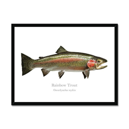 Rainbow Trout - Framed Print - With Scientific Name - madfishlab.com