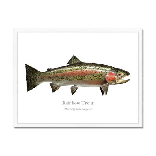 Rainbow Trout - Framed Print - With Scientific Name - madfishlab.com