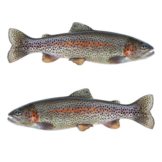 Rainbow Trout Large Decals, Stickers | 16-60" | Left/Right Facing - madfishlab.com