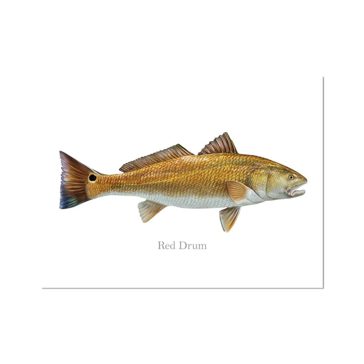 Red Drum - Art Print - madfishlab.com