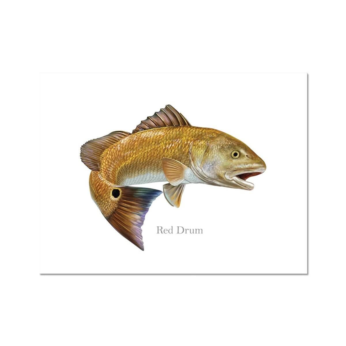 Red Drum - Art Print - madfishlab.com