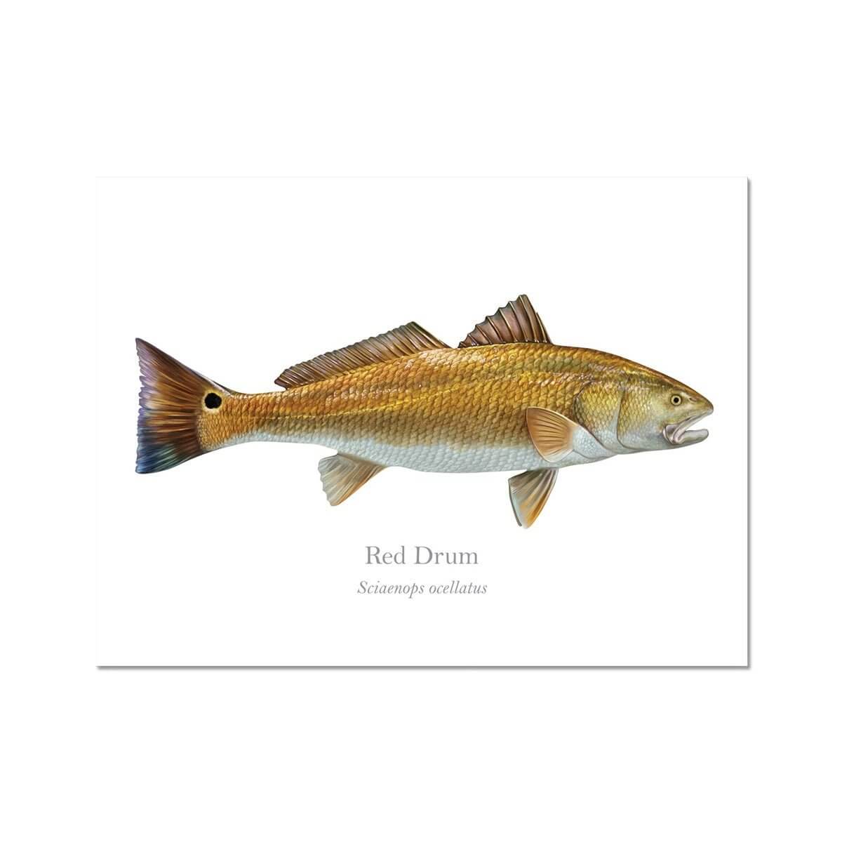 Red Drum - Art Print - With Scientific Name - madfishlab.com