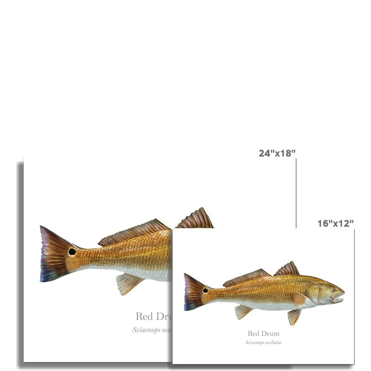 Red Drum - Art Print - With Scientific Name - madfishlab.com