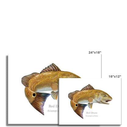 Red Drum - Art Print - With Scientific Name - madfishlab.com