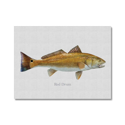 Red Drum - Canvas Print - madfishlab.com