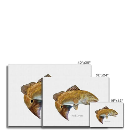 Red Drum - Canvas Print - madfishlab.com