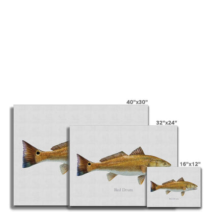 Red Drum - Canvas Print - madfishlab.com