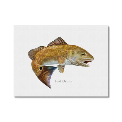 Red Drum - Canvas Print - madfishlab.com