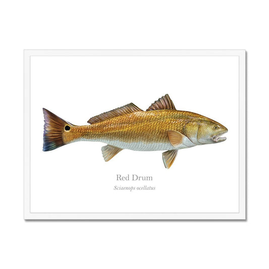Red Drum - Framed Print - With Scientific Name - madfishlab.com