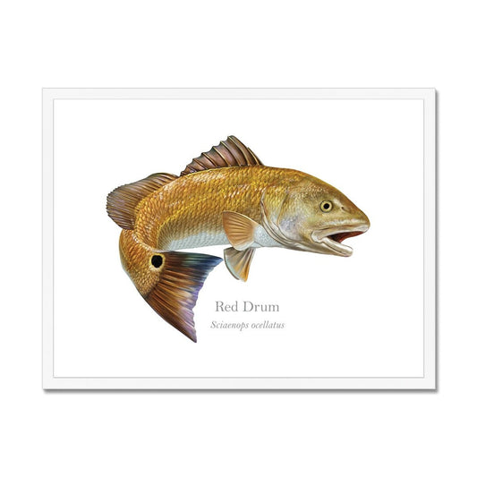 Red Drum - Framed Print - With Scientific Name - madfishlab.com