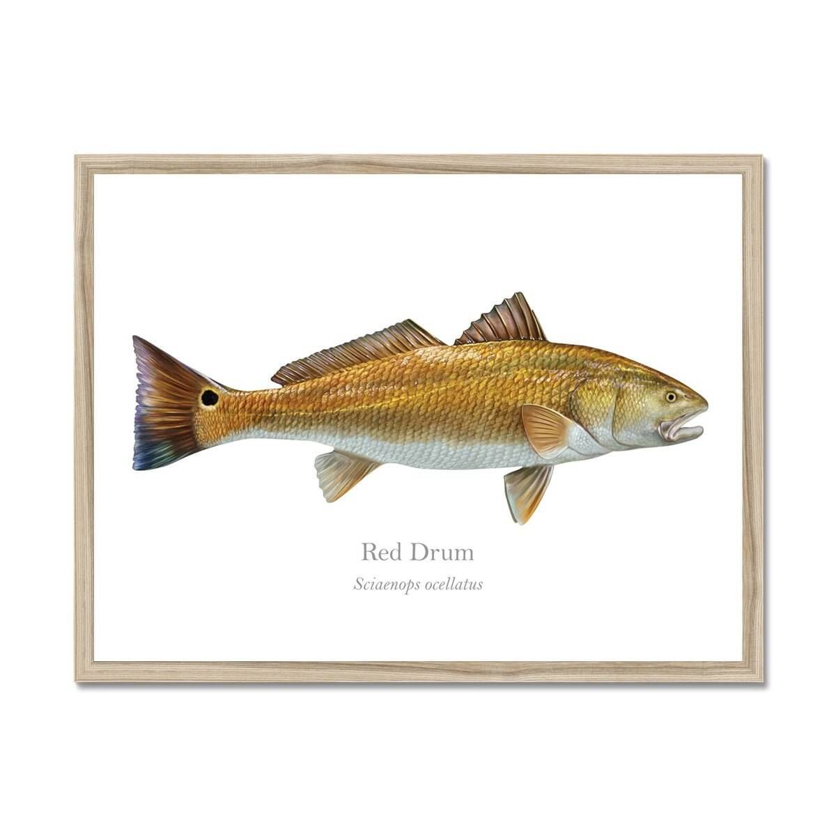 Red Drum - Framed Print - With Scientific Name - madfishlab.com