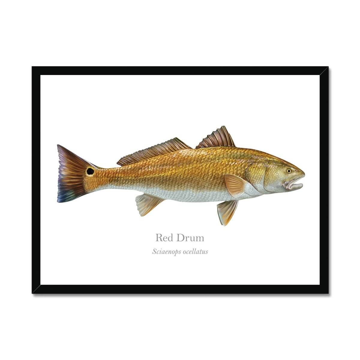 Red Drum - Framed Print - With Scientific Name - madfishlab.com