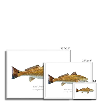 Red Drum - Framed Print - With Scientific Name - madfishlab.com