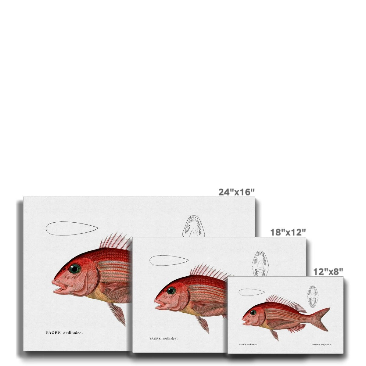 Red Porgy - Vintage Canvas - madfishlab.com