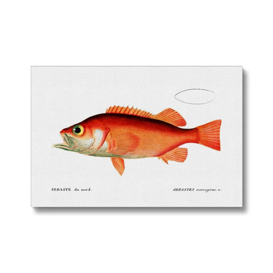 Rockfish - Vintage Canvas - madfishlab.com
