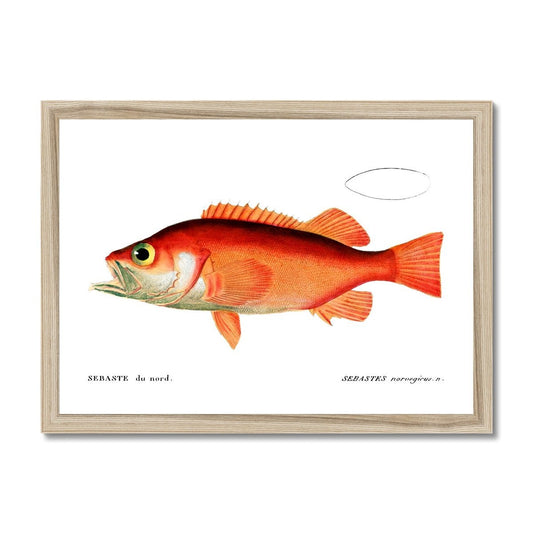 Rockfish - Vintage Framed Print - madfishlab.com