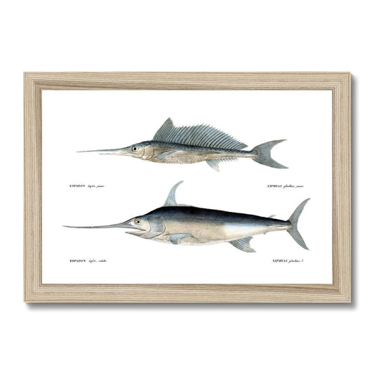 Sailfish and Swordfish - Vintage Framed Print - madfishlab.com