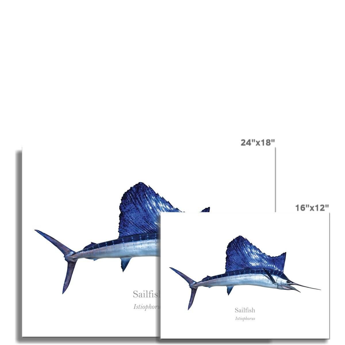 Sailfish - Art Print - With Scientific Name - madfishlab.com