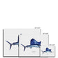 Sailfish - Canvas Print - With Scientific Name - madfishlab.com