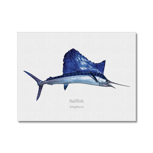 Sailfish - Canvas Print - With Scientific Name - madfishlab.com