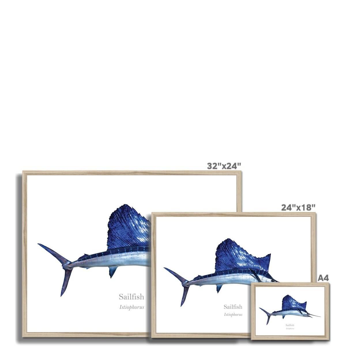 Sailfish - Framed Print - With Scientific Name - madfishlab.com