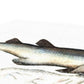Sawfish - Vintage Canvas - madfishlab.com
