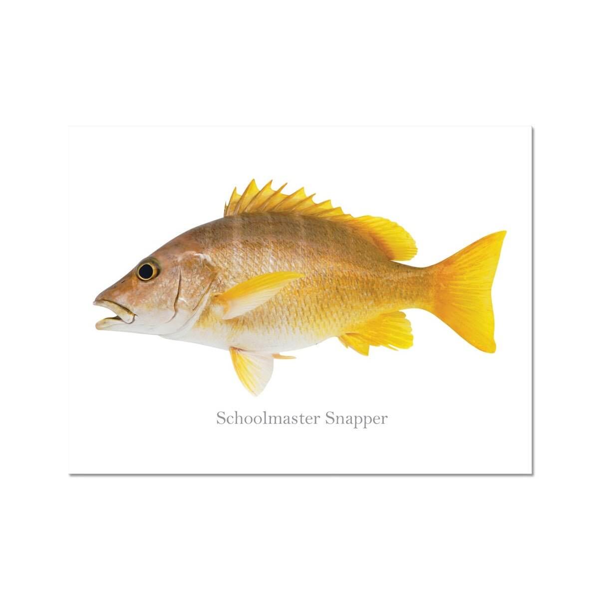 Schoolmaster Snapper - Art Print - madfishlab.com