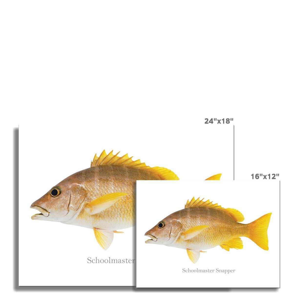 Schoolmaster Snapper - Art Print - madfishlab.com